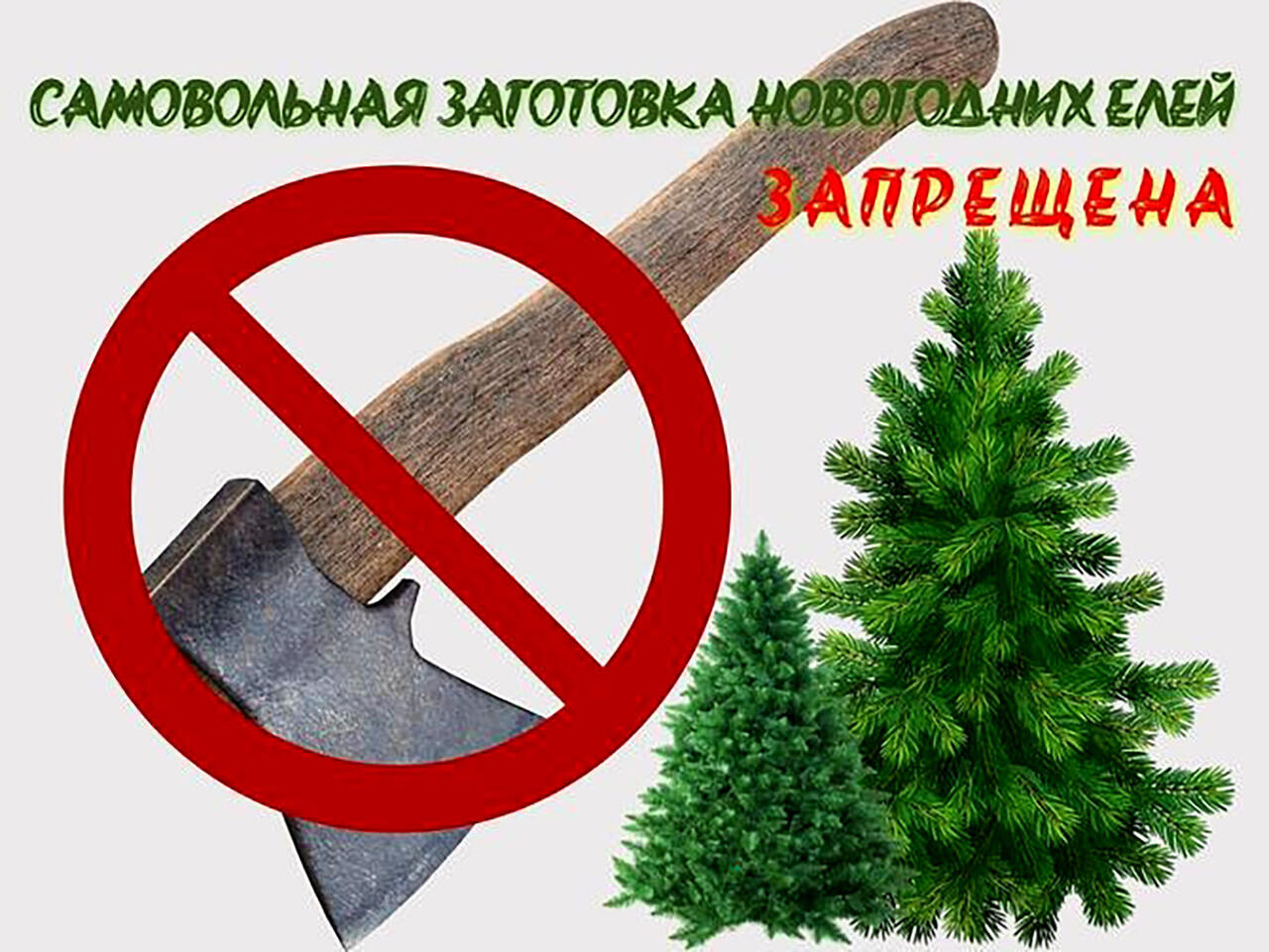 Информация о заготовке елей и деревьев других хвойных пород для новогодних праздников.